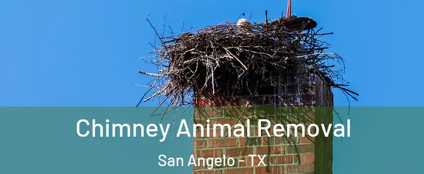  Chimney Animal Removal San Angelo - TX