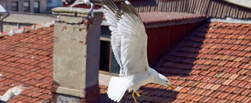 Residential Chimney Animal Removal Solution in San Angelo, TX